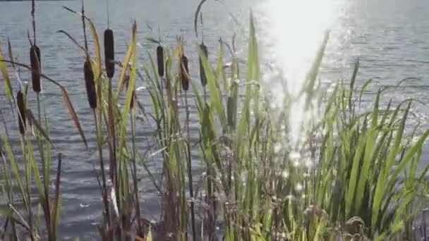 Schöner Teich Sommer — Stockvideo