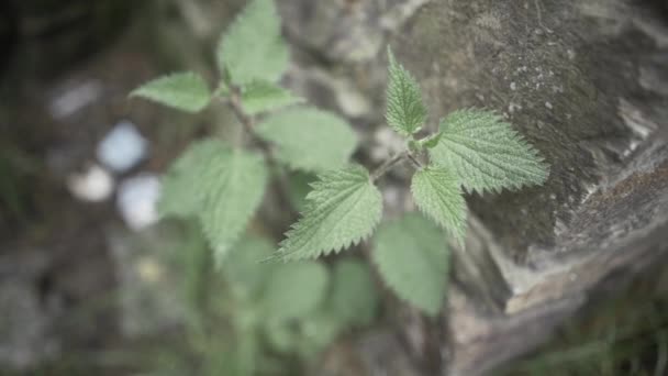 Zoom High Angle Fresh Wild Nettle Plant Growing Rocks Forest — Stock Video