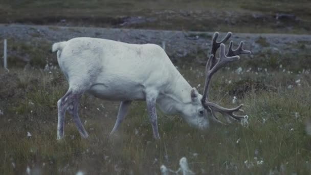 Изящный Белый Северный Олень Пасущийся Поле — стоковое видео
