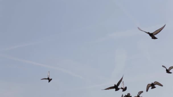 Onder Het Zicht Van Duiven Die Tegen Blauwe Lucht Vliegen — Stockvideo