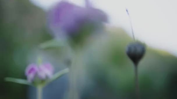 Fiore Viola Che Cresce Nel Campo — Video Stock