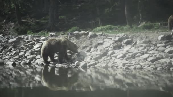 Дикий Коричневий Ведмідь Ходить Природному Середовищі — стокове відео