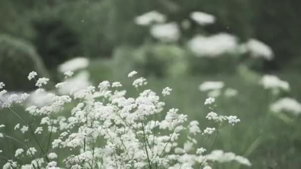 Grüne Wiese Mit Gras Und Blumen Sommer — Stockvideo