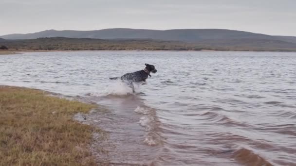 岸を走る棒付きの犬 — ストック動画