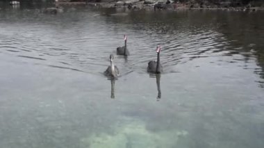 Gölde yüzen siyah kuğular
