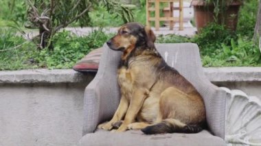 Güzel köpek dışarıda oturuyor.