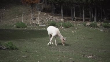 Ormanda saman yiyen geyik.