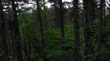 İnsansız hava aracı İspanya 'nın kuzeyindeki bir ormanda ağaçların arasında hareket ediyor.