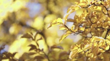 Sarı yapraklar, güneşli bir sonbahar gününde ağaç dallarında yetişiyor.