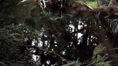 Yeşil ağaçlardan sola dönen kamera, ormanda yürüyen isimsiz kadın turistlere kadar uzanıyor.