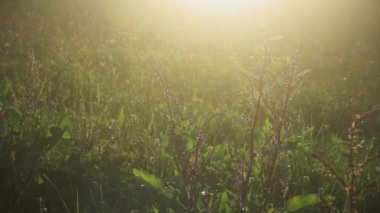 Güneşli bir günde çiçeklerle kaplı bir tarla