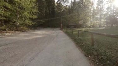 Ormanda güneş parlıyor.