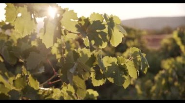 Bağların yemyeşil yaprakları,