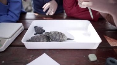 Öğretmenim çocuklara kaplumbağa gösteriyor.