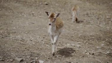 Ormandaki vahşi geyik