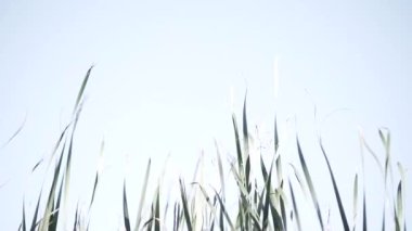 Yazın çimenli yeşil alan