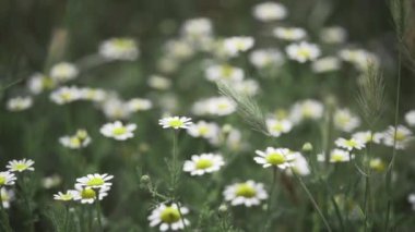Yazın çimenli ve çiçekli yeşil tarla