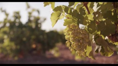 Gün batımında üzüm bağlarında yeşil yapraklarda sallanan sulu üzümler