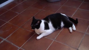 Evcil kedi yerde yatar ve kameraya bakar.