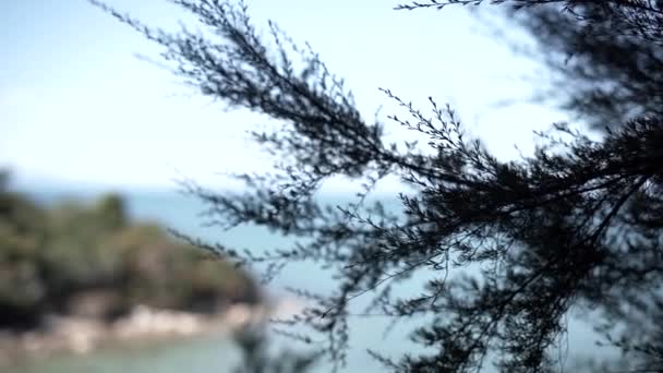 Vue Imprenable Sur Mer Calme Les Rochers Abel Tasman — Video