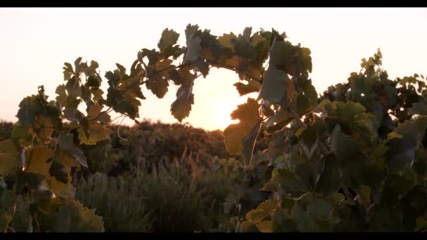 Dedaunan Hijau Kebun Anggur Saat Matahari Terbenam — Stok Video