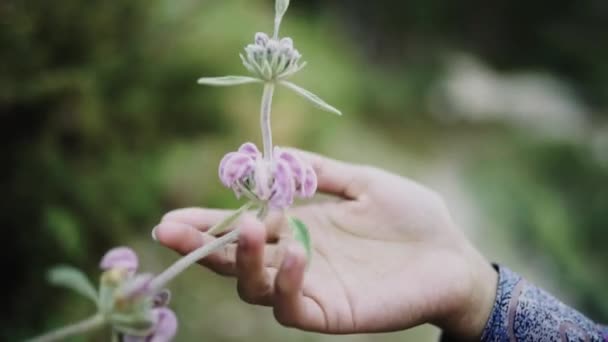 Cortar Menina Negra Jogando Flor Violeta Natureza — Vídeo de Stock