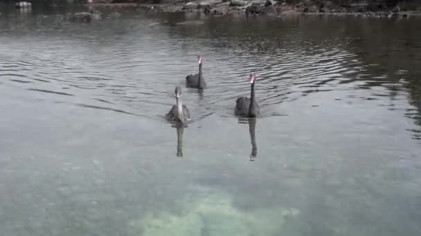 Schwarze Schwäne Schwimmen Teich — Stockvideo