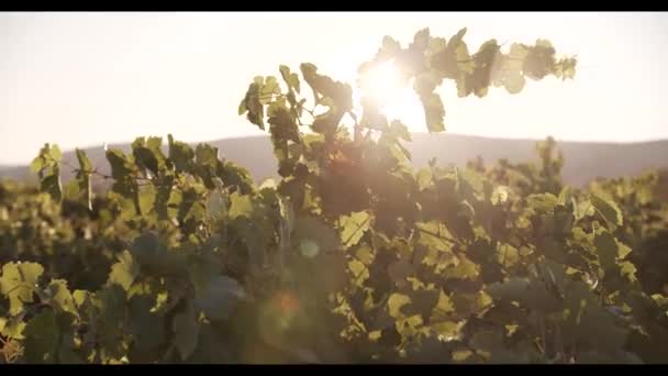 Groen Blad Van Wijngaard Bij Zonsondergang — Stockvideo