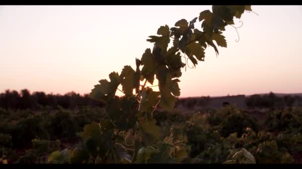 日落时葡萄园的绿叶 — 图库视频影像