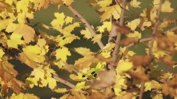 秋の晴れた日に木の枝に黄色い葉が生えています — ストック動画