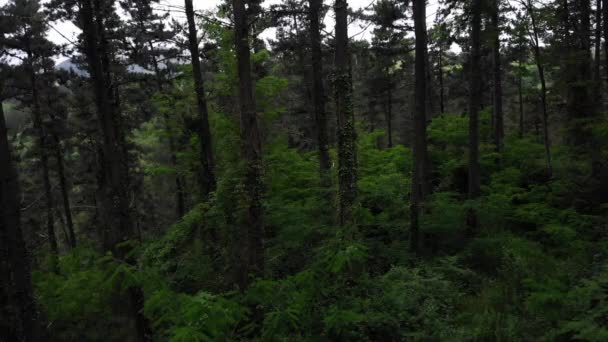 Vue Drone Déplaçant Entre Les Arbres Dans Une Forêt Dans — Video