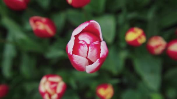 Красивий Вид Поле Червоних Тюльпанів — стокове відео