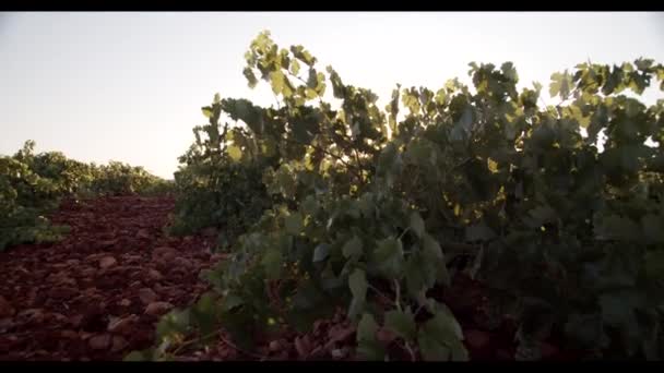 Folhagem Verde Vinha Pôr Sol — Vídeo de Stock