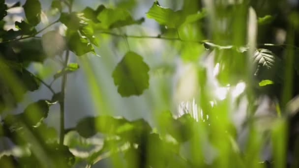 Ηλιακό Φως Από Πράσινα Φύλλα Δέντρων — Αρχείο Βίντεο