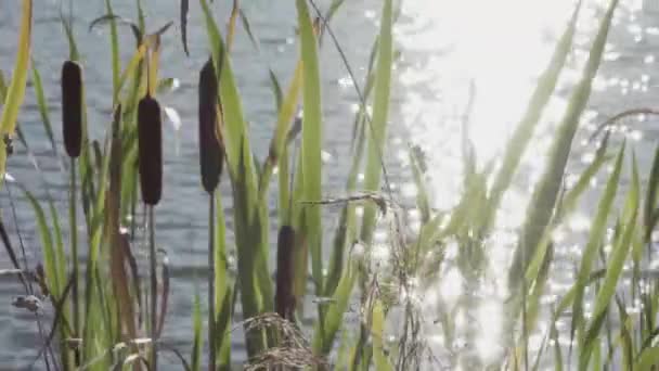 View Pond Summer — ストック動画