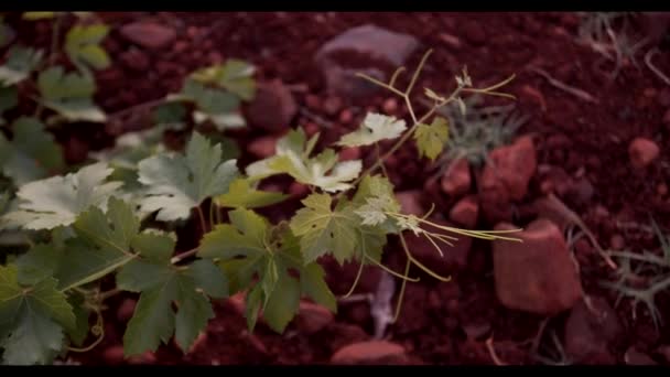 Follaje Verde Del Viñedo Atardecer — Vídeo de stock