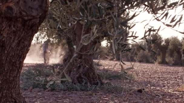Gärtner Der Bei Sonnenuntergang Olivenbäumen Arbeitet — Stockvideo