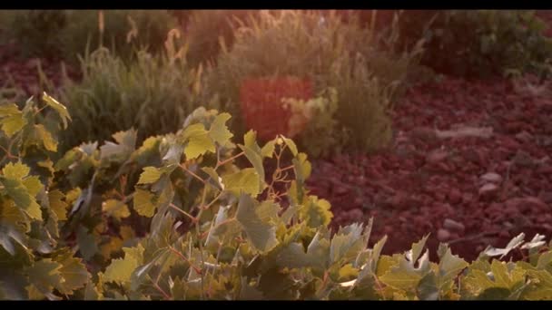 日没時にブドウ畑の緑の葉 — ストック動画