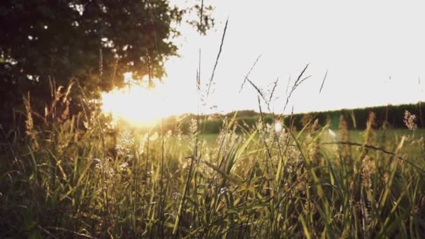 Alta Erba Secca Che Ondeggia Sotto Vento Contro Tramonto Meraviglioso — Video Stock