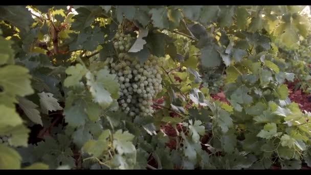 Saftige Trauben Hängen Bei Sonnenuntergang Grünen Laub Weinberg — Stockvideo