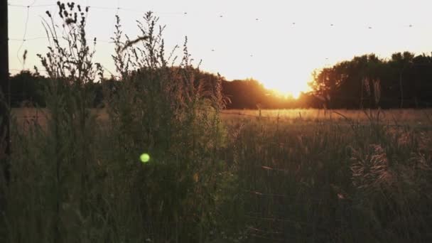 田舎の素晴らしい畑で夕日に対して風の下で手を振っ背の高い乾燥草 — ストック動画