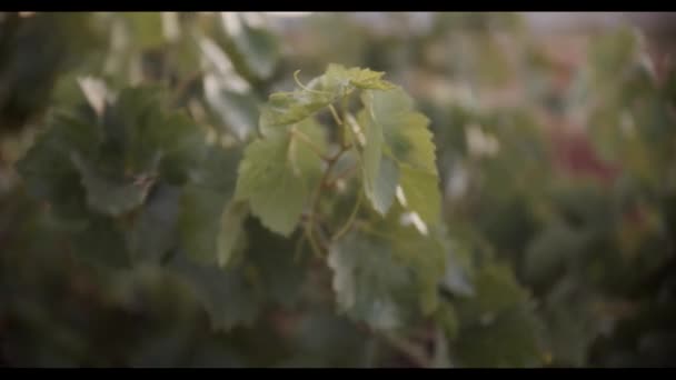 Follaje Verde Del Viñedo Atardecer — Vídeo de stock