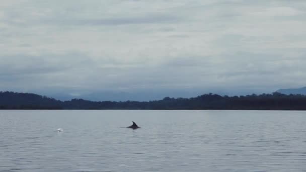 Walvisstaart Het Water Bij Kust — Stockvideo