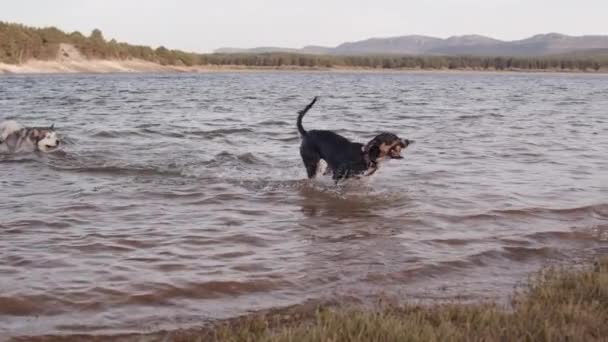 Câinii Joacă Apa Lacului — Videoclip de stoc