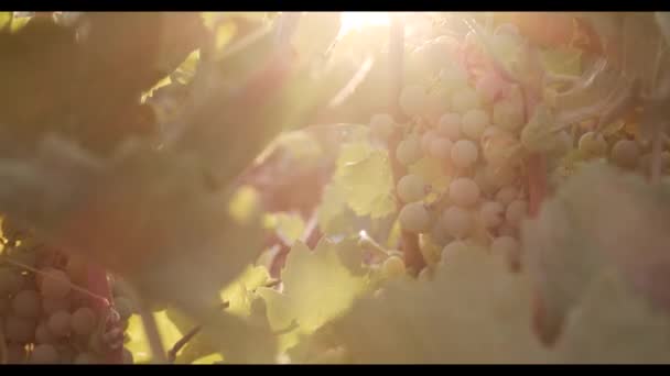 日没時にブドウ畑の緑の葉にぶら下がっジュースブドウ — ストック動画