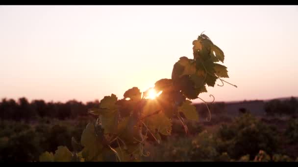 Feuillage Vert Vignoble Coucher Soleil — Video