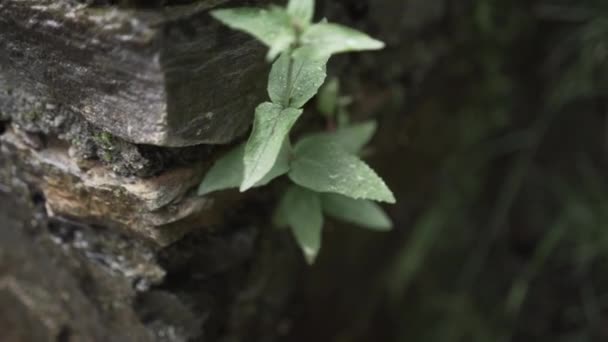 Πράσινη Τσουκνίδα Που Αναπτύσσεται Από Στοιβαγμένες Πέτρες — Αρχείο Βίντεο