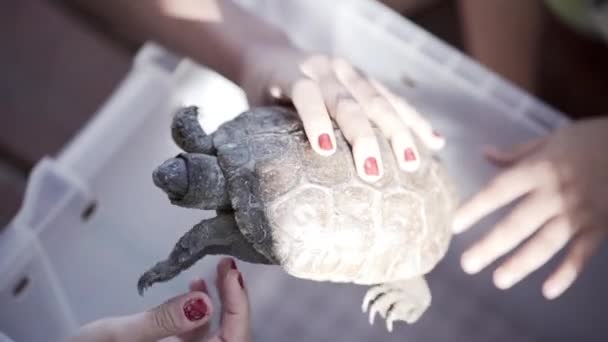 Lehrerin Zeigt Kindern Schildkröte — Stockvideo