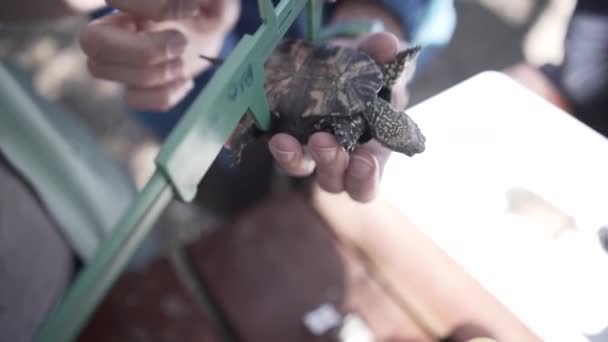 Kinder Messen Schildkröten Karton — Stockvideo