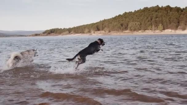 湖の水で遊ぶ犬 — ストック動画